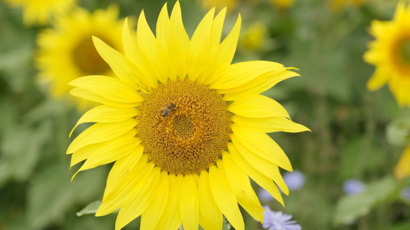 В Челябинской области отпраздновали День подсолнуха