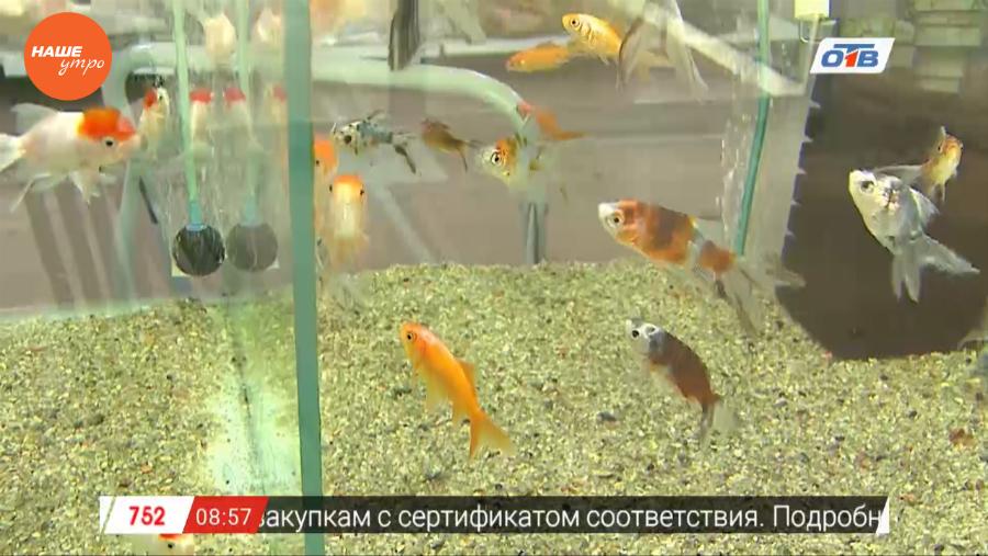 Наше УТРО на ОТВ – пушистое утро