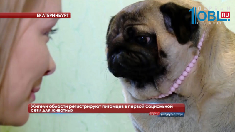 Жители области регистрируют питомцев в первой социальной сети для животных
