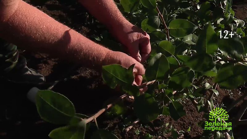 Как переводить деревья в стланцевую форму