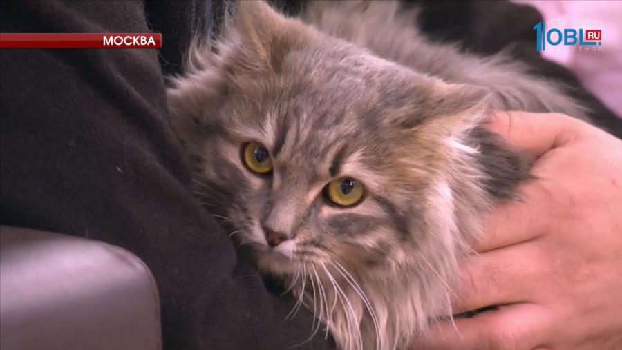 Кот Семен улетел в Москву и не вернулся