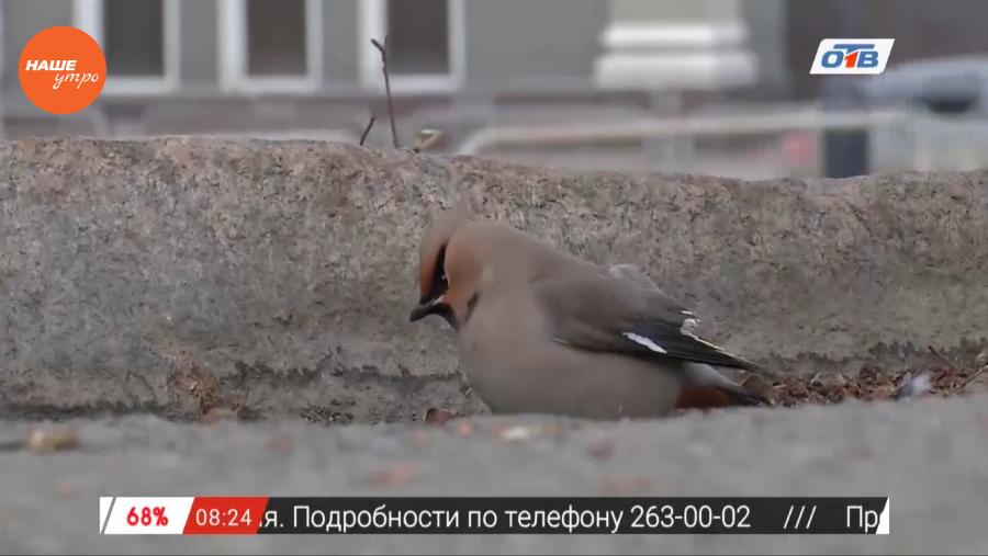 Наше УТРО на ОТВ – включение про свиристелей