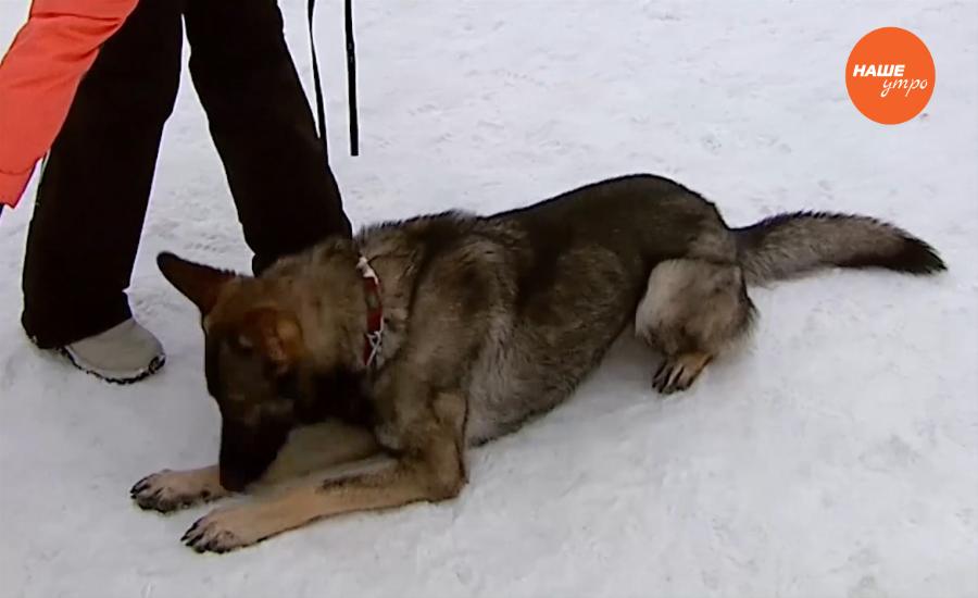 Пушистое утро. Разучиваем новую команду «Лежать» 