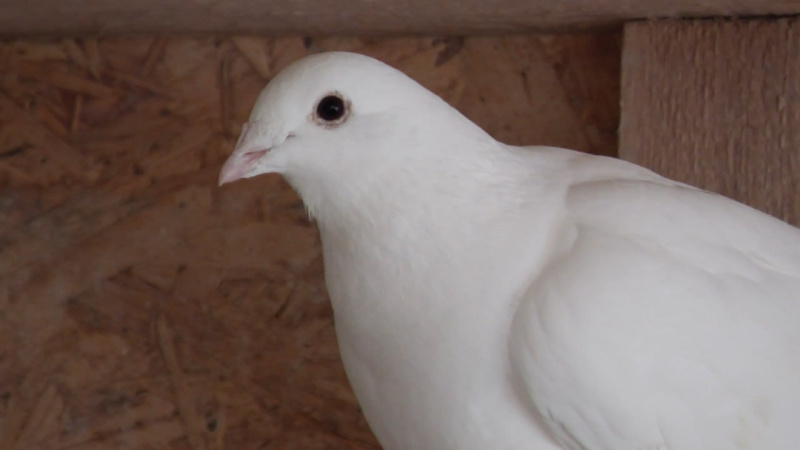 Южноуральские голубеводы получили награду на Национальном чемпионате России