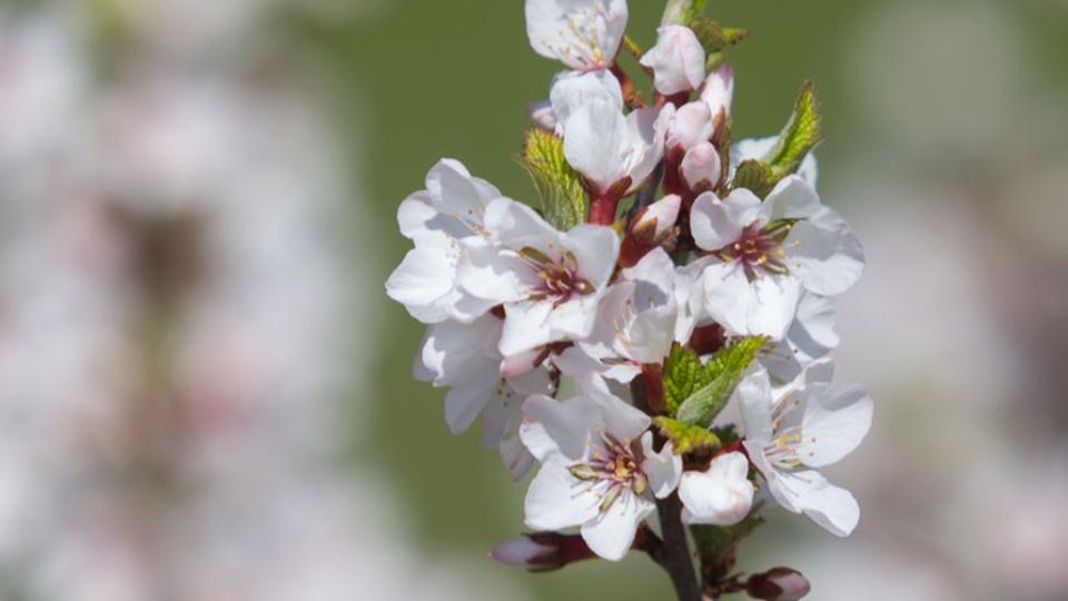 Челябинскую область накрыли пыльцевые бури