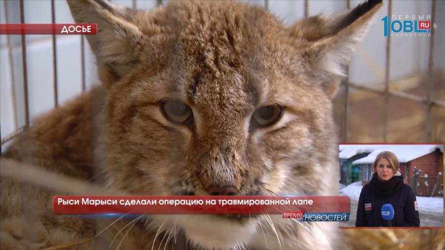 Рыси Марыси сделали операцию на травмированной лапе 