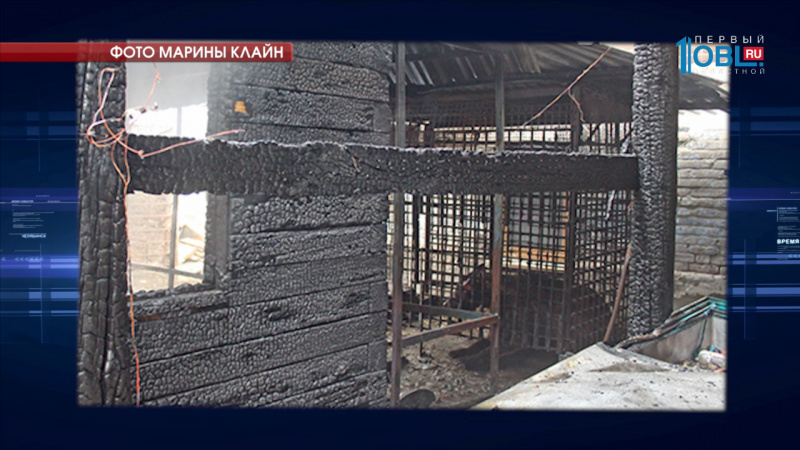 Медведь получил серьезные ожиги при пожаре в частном доме