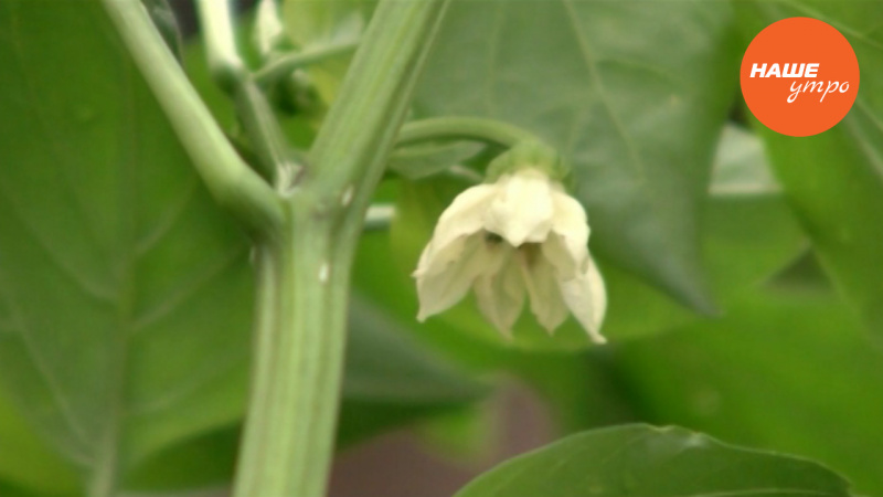 Выращиваем перцы