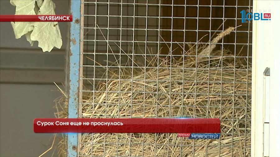 Сурок Соня еще не проснулась 