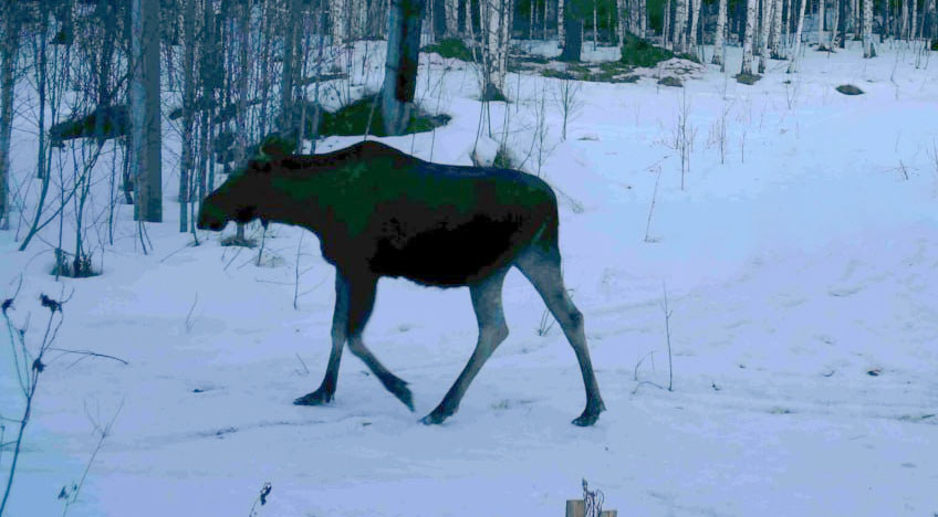 В Челябинской области стало больше лосей, волков и хищных птиц