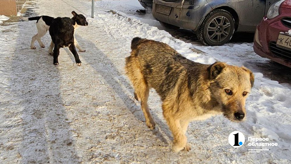 Бастрыкин взял на контроль нападение собак на женщину в Омске