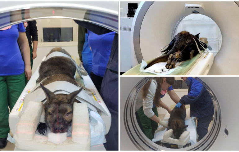 В челябинском зоопарке заболел кенгуру