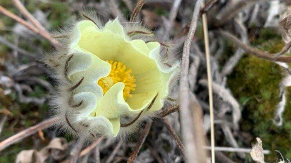 На Южном Урале расцвели первоцветы