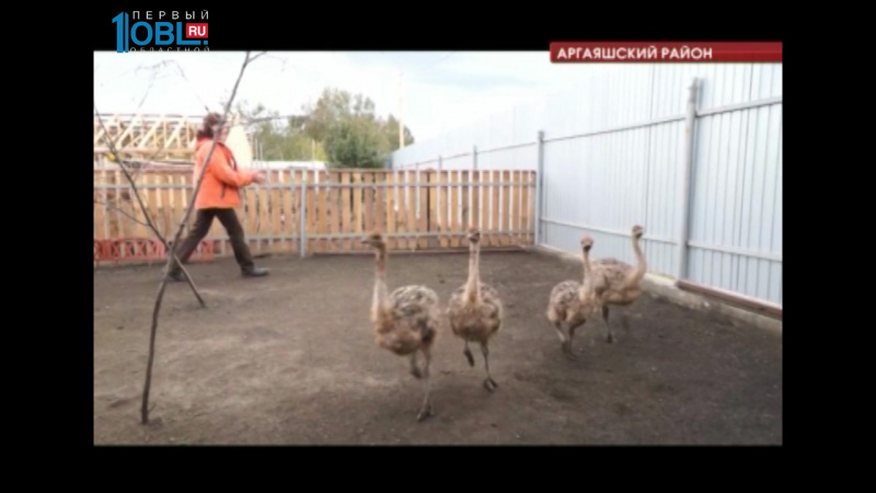 На ферме в селе Кузнецком поселились четыре страуса 