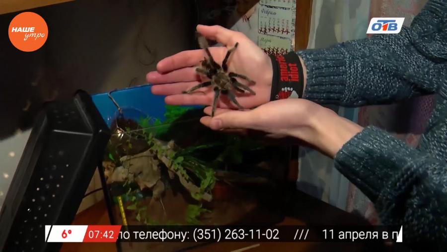 Наше УТРО на ОТВ – пушистое утро о питании пауков