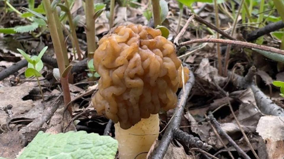 Под Магнитогорском грибники собрали первые сморчки