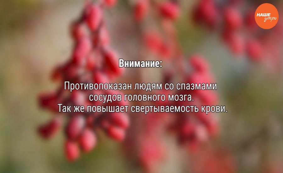 Знахарь: Корни и ветки барбариса при желчных болезнях