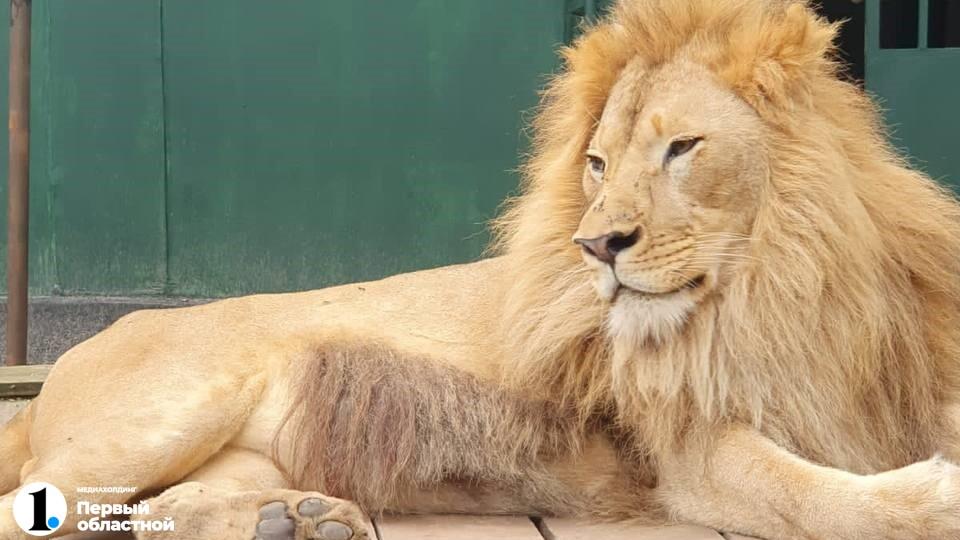 Симба и Ева эвакуированы из реабилитационного центра в Танзании