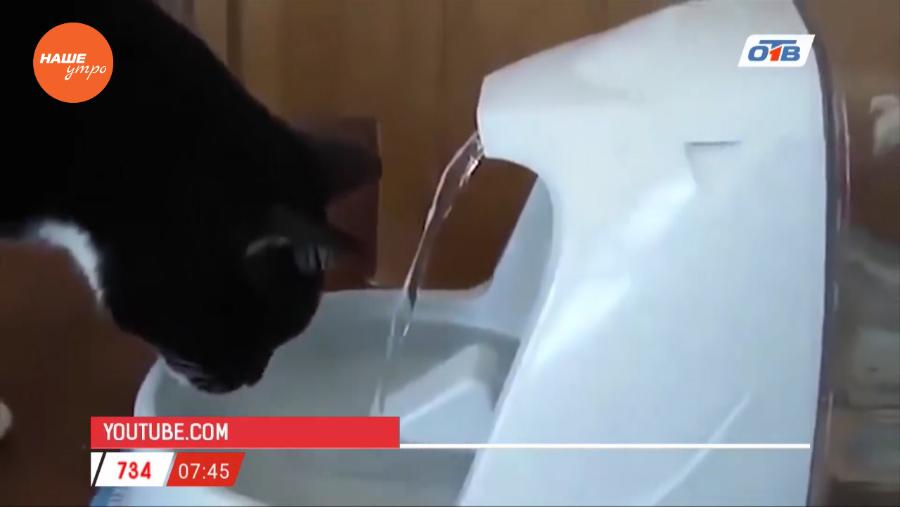 Наше УТРО на ОТВ – пушистое утро о том, чем кормить котов