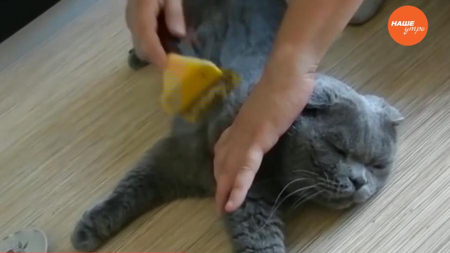 Пушистое утро – ухаживаем за кошкиными когтями 