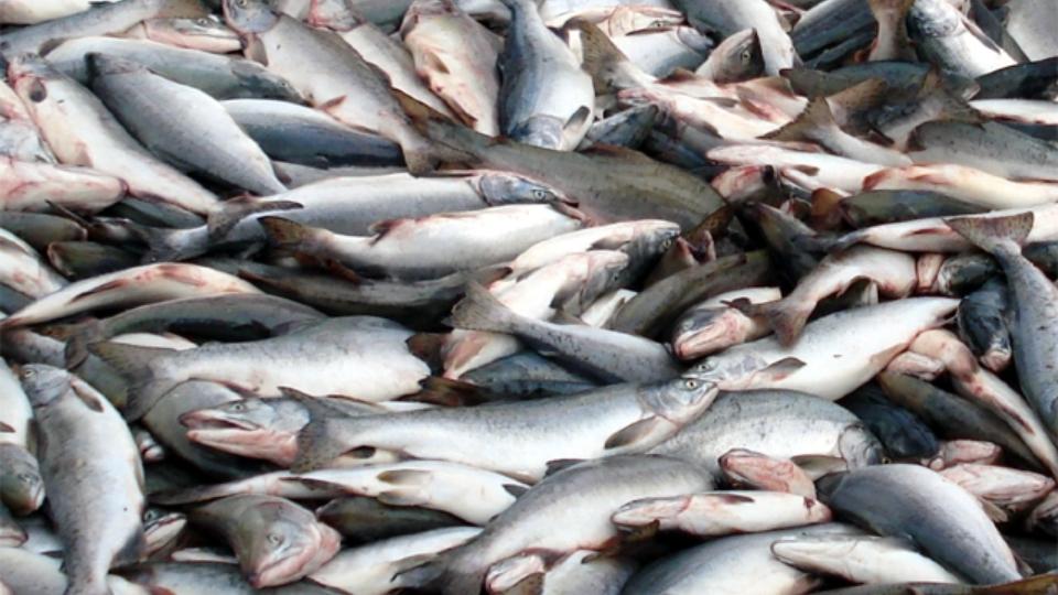 В Челябинской области забраковали 18 тонн свежемороженого лосося