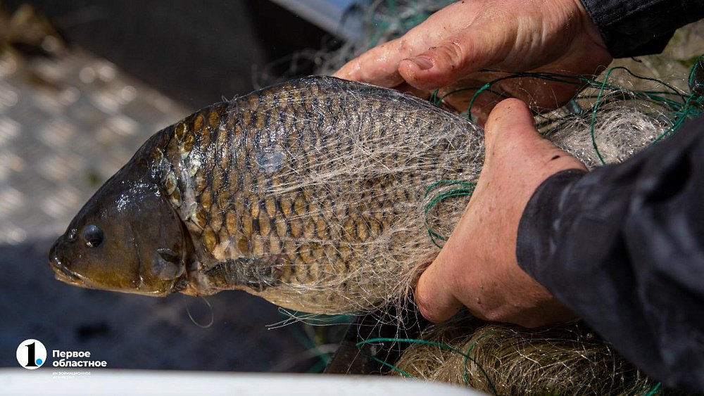 Промышленная рыбалка поможет решить проблемы Аргазей — челябинский эколог