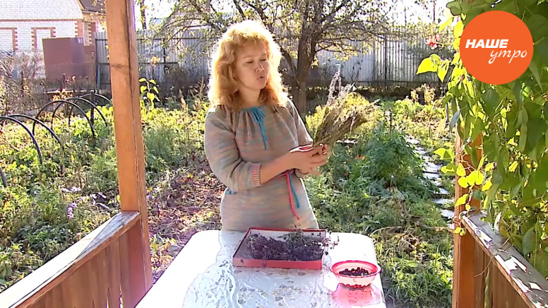 Сушим и храним травы