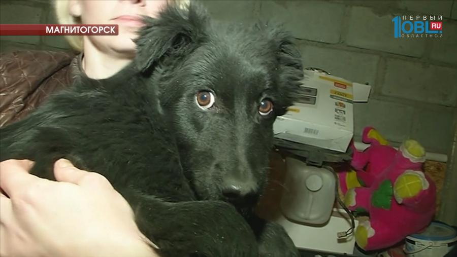 Зоозащитники спасли щенка сбитой собаки 