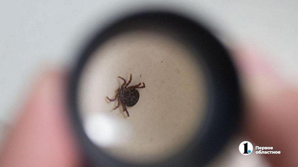 Почти шесть тысяч человек пострадали от укусов клещей в Челябинской области с начала 2023 года