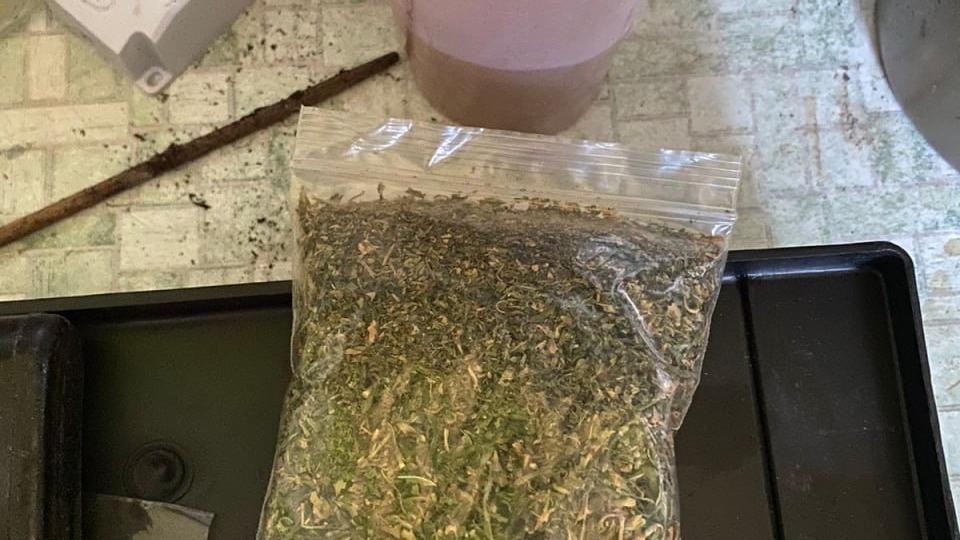 Свыше 10 кг растительного наркотика уничтожили в Челябинской области