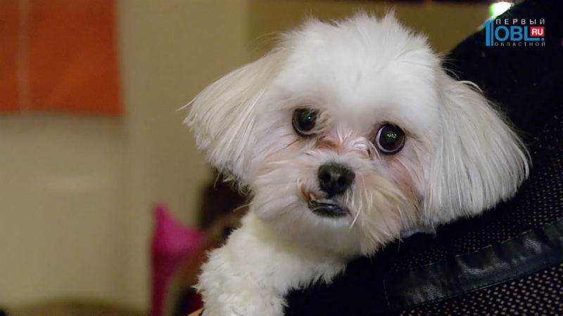 Уютный дом. Тележурнал №93 от 12.11.2016