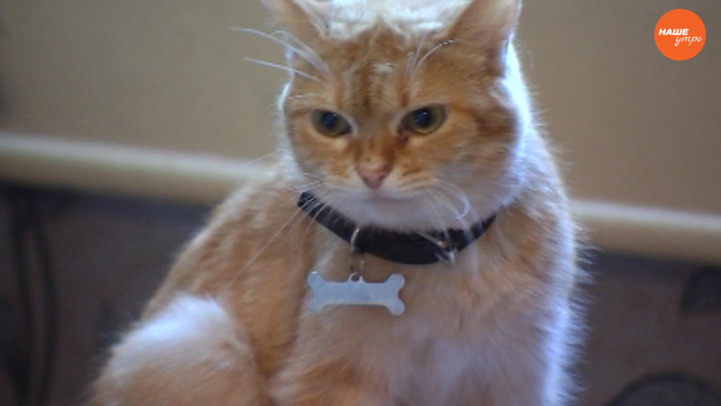 Пушистое утро: Кот Леонард ищет хозяев
