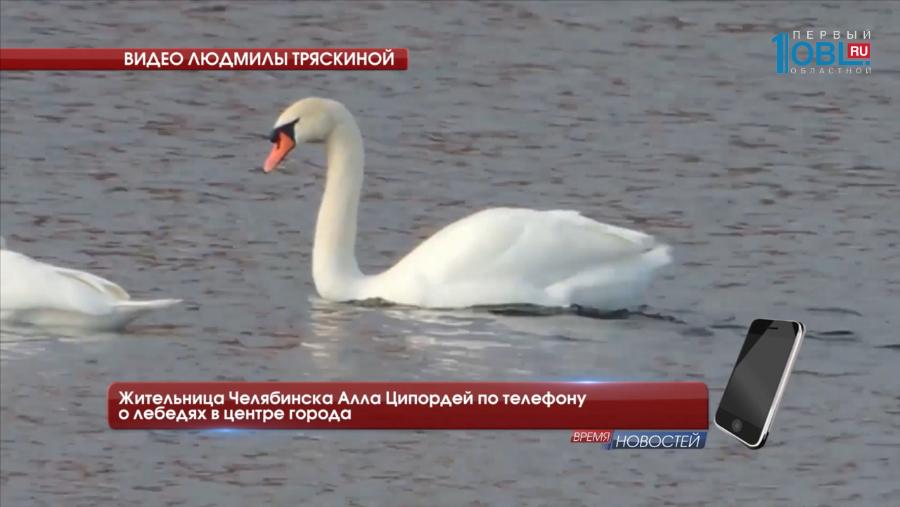 Лебеди на Миассе