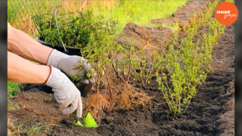Выбираем саженцы