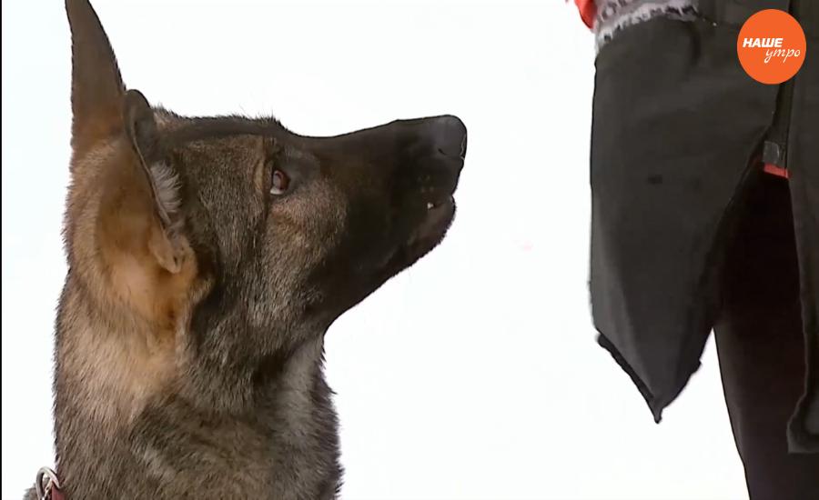 Пушистое утро: Приучаем собаку не брать еду у чужих