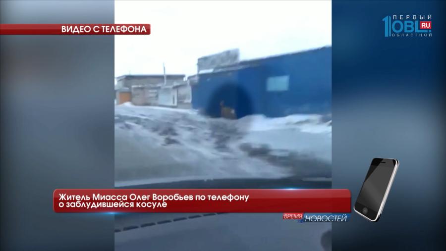 Жители Миасса сняли на телефон заблудившуюся косулю в "каменных джунглях"