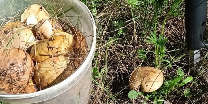 В лесах Челябинской области начали собирать маслята