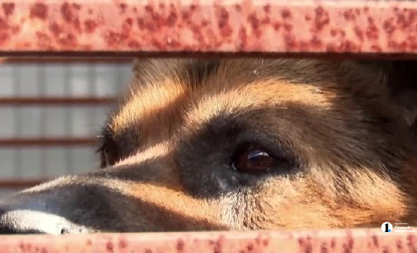 Спасенному челябинскими журналистами псу нужен новый вольер