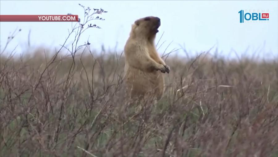 Южноуральские карпы предсказывают погоду