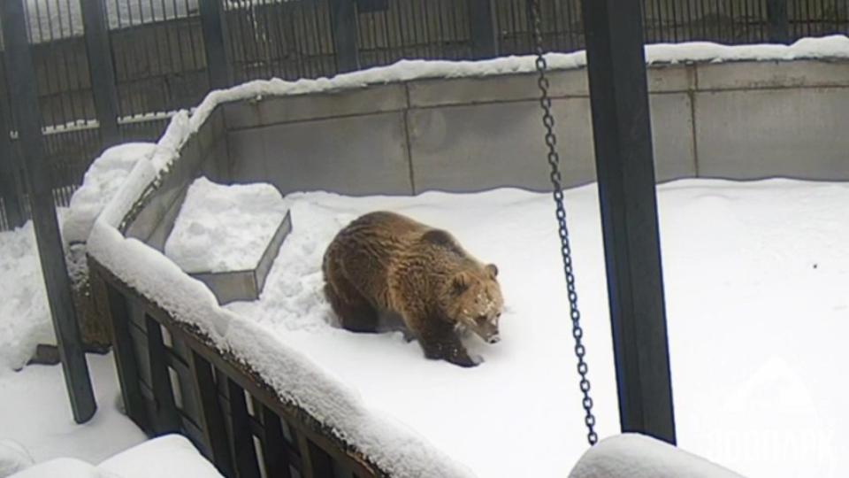 В Челябинском зоопарке проснулась медведица Шкода