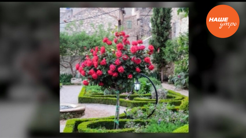 Как правильно прививать розы