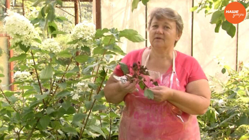 Садовые истории: Гортензия