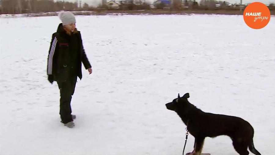 Пушистое утро: приучаем собак знать свое место