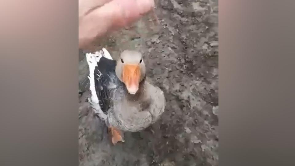 Южноуральским бойцам в зоне СВО помогает гусь по кличке Дрон