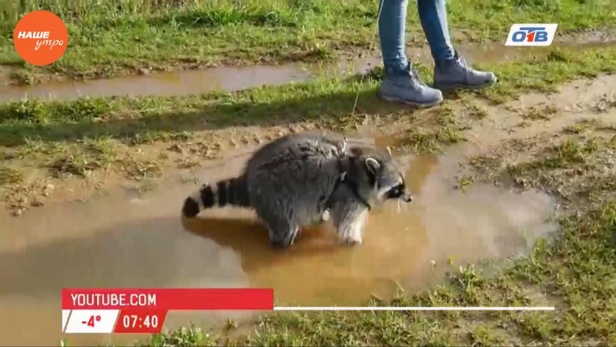 Наше УТРО на ОТВ – пушистое утро о том, как завести енотов