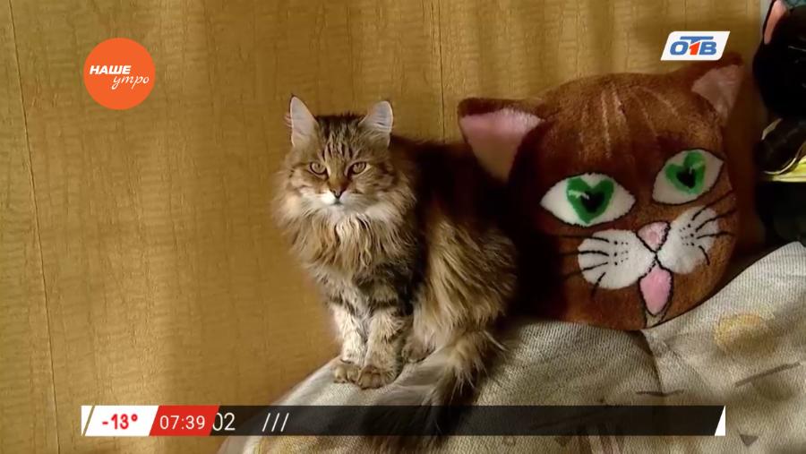 Пушистое утро – как правильно питаться кошке