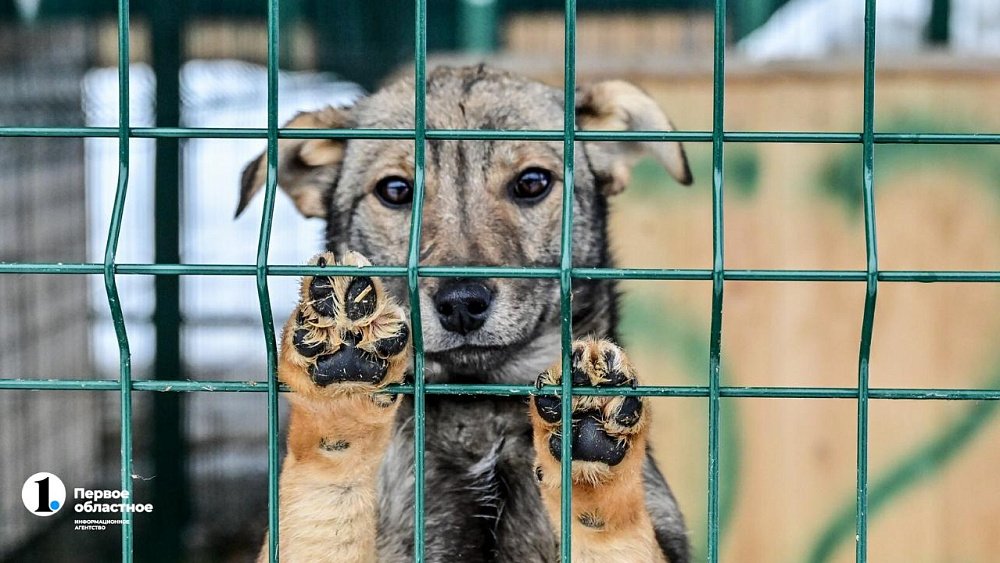В Госдуме поддержали право регионов определять судьбу бродячих собак
