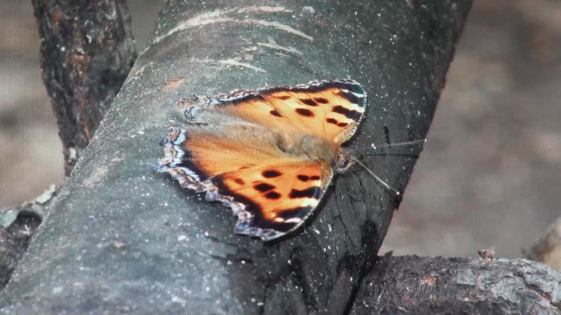 На Таганае зафиксировали самое раннее пробуждение природы за всю историю