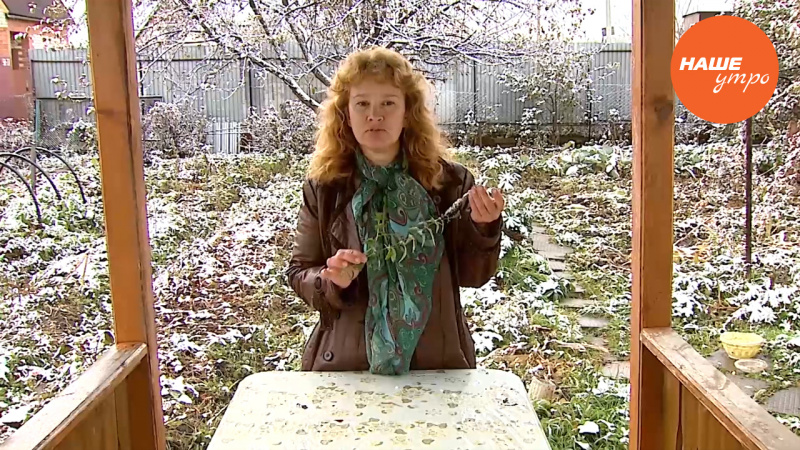 Лечебные свойства травы «вероники»