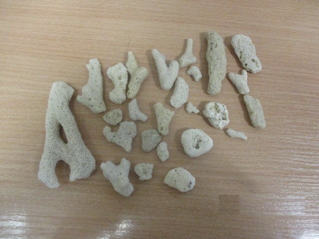 Таможенники остановили челябинку с 25 кораллами из Дубая